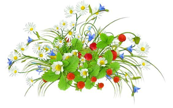 Полевые цветы