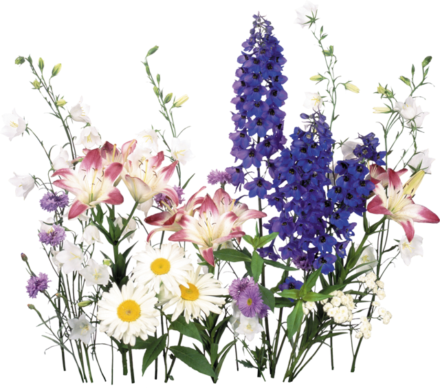 Дельфиниум Степной