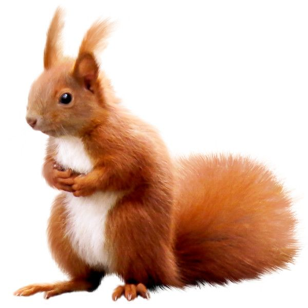 Белка на белом фоне