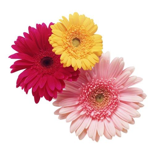 Гербера Аполло