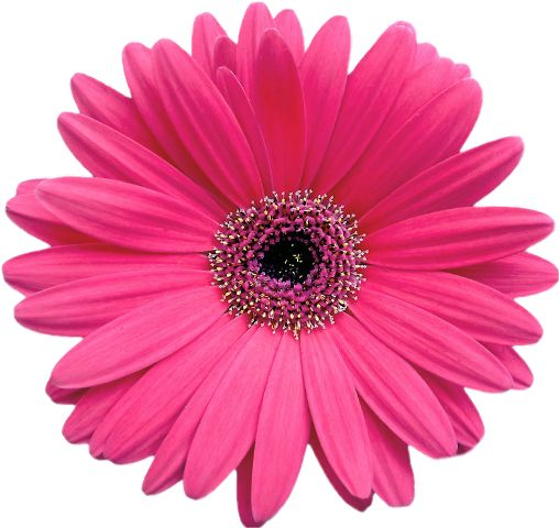 Гербера фулл Мун