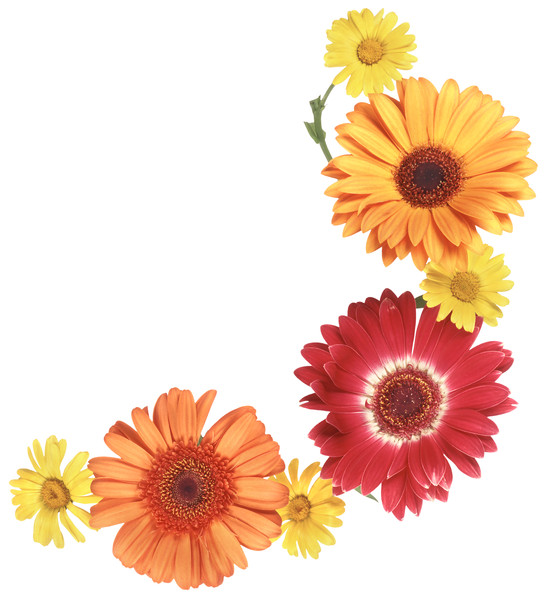 Цветы без фона