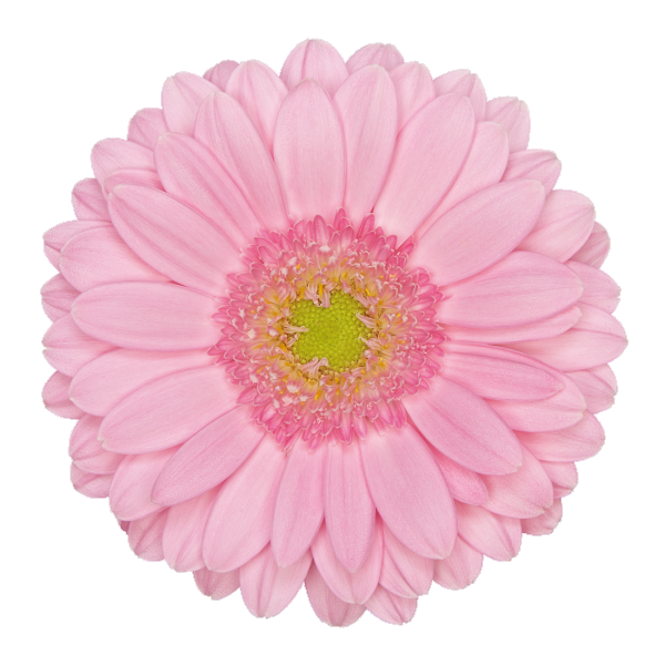 Гермини Диксон