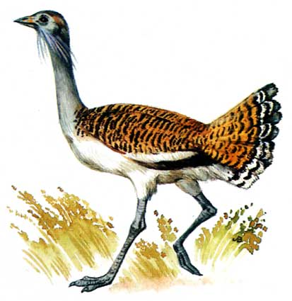 Степная Дрофа Дудак