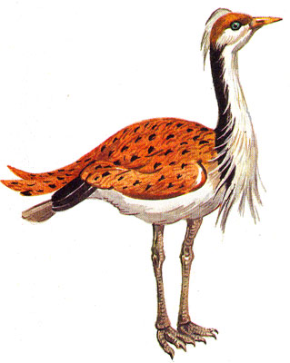 Дрофа на белом фоне