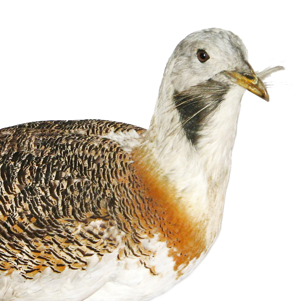 Белая Дрофа