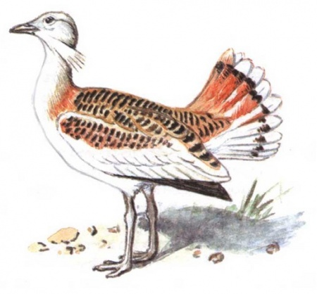 Дрофа Даурии