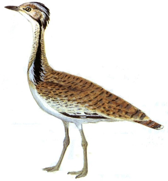 Дрофа на белом фоне