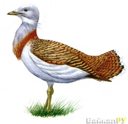 Дрофа птица на белом фоне