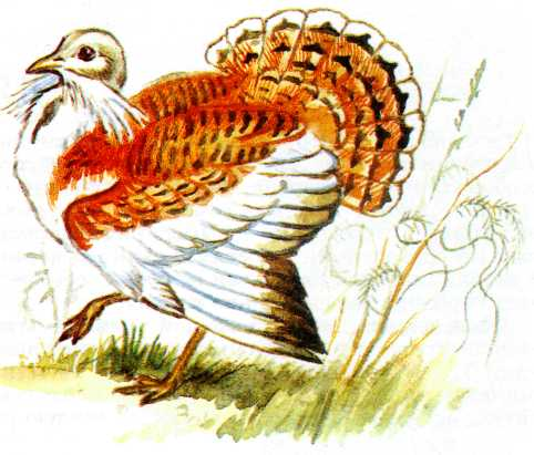 Дрофа рисовать