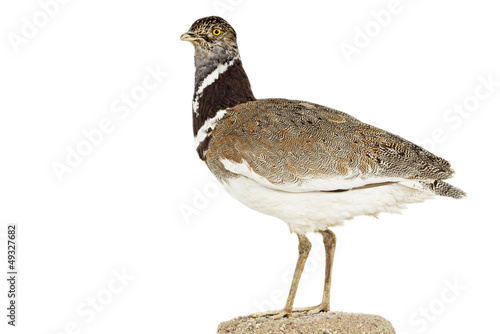 Лапы стрепета