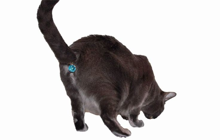 Кошка шлёпа