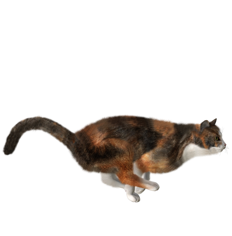 Кошка без фона