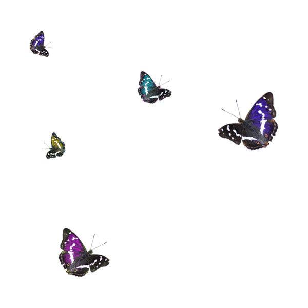 Бабочки для фотошопа