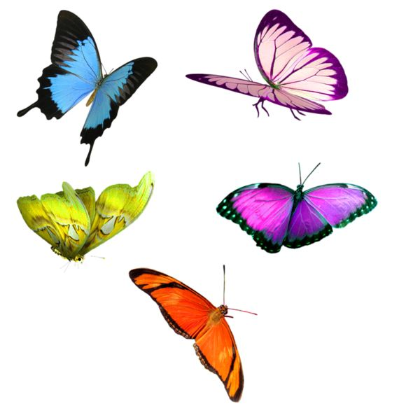 Красивые бабочки на прозрачном фоне