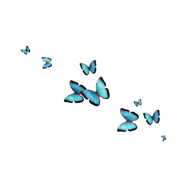 Летающие бабочки на прозрачном фоне
