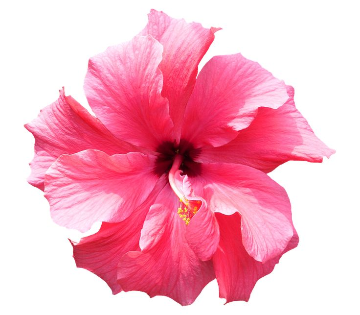 Гибискус Hibiscus Atheline