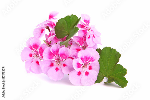Пеларгония Pac Lavender