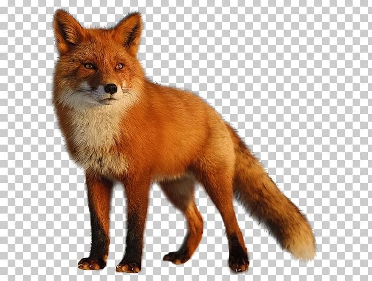 Лиса для детей