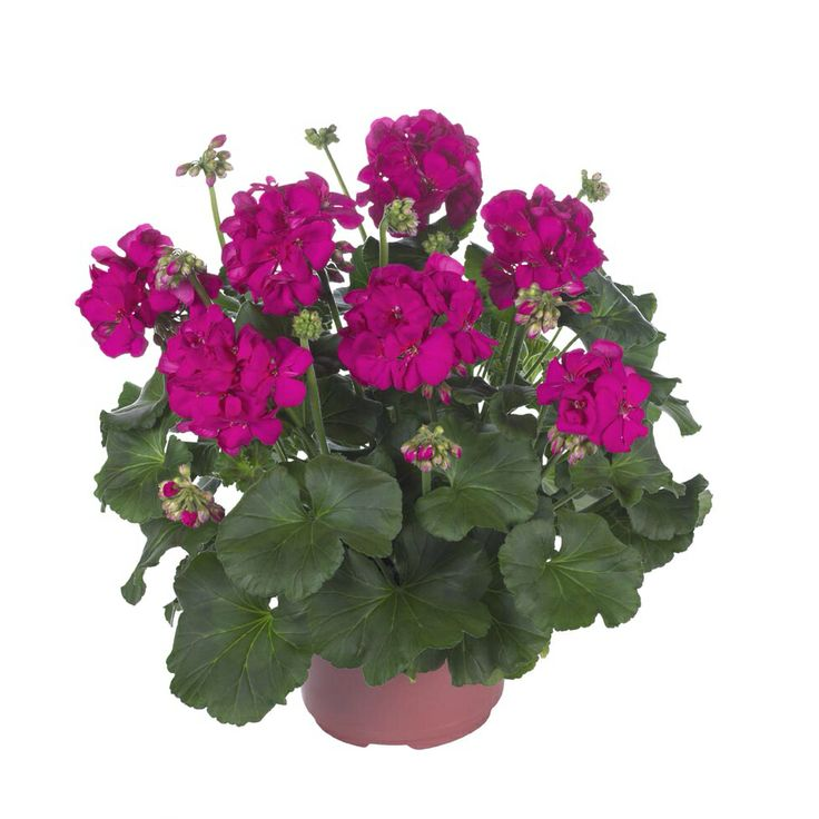 Пеларгония twoinone Violet