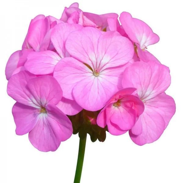 Пеларгония Dibbinsdale