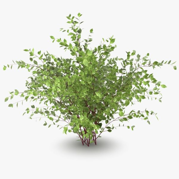 Cornus Alba elegantissima 3d model