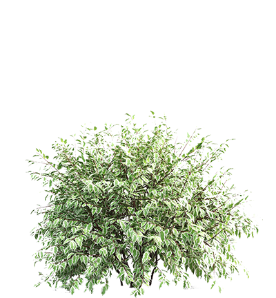 Спирея куст