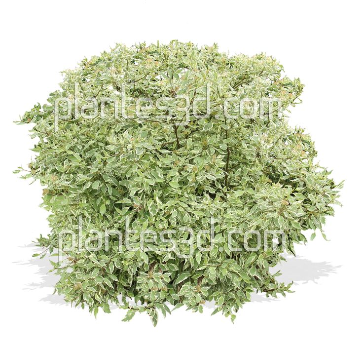 Дерен белый сверху