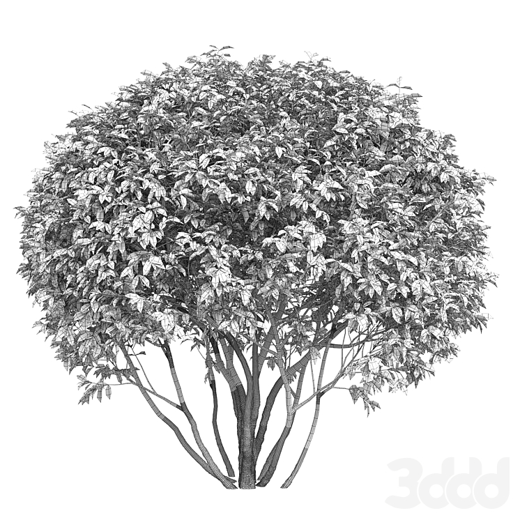 Спирея серая и дерен