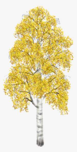 Береза на прозрачном фоне