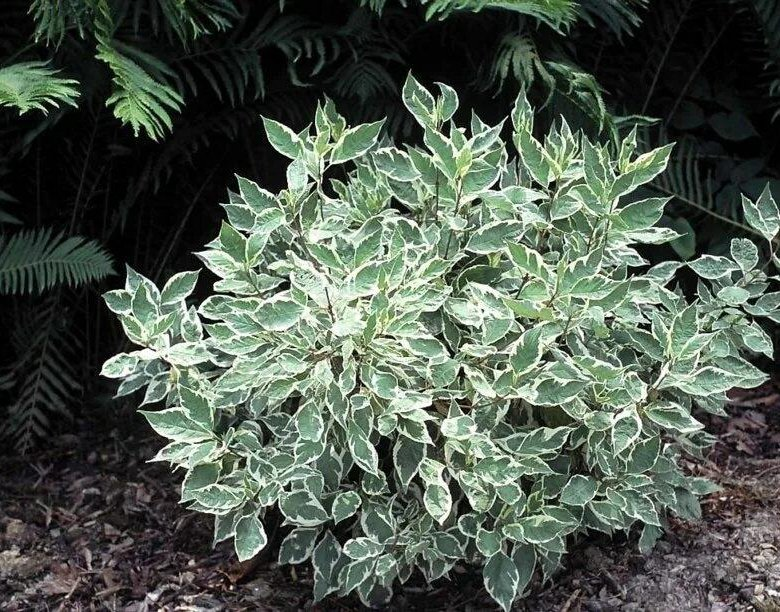 Дерен белоокаймленный Элегантиссима