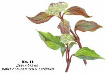 Дерен побеги