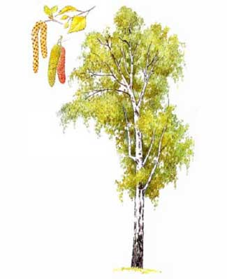 Береза для детей