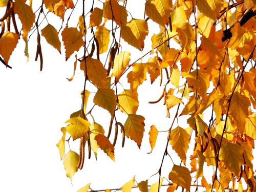 Осенняя ветка березы