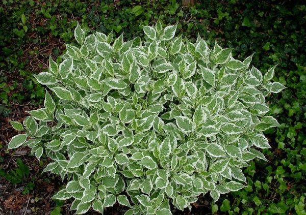 Дёрен белый Argenteomarginata