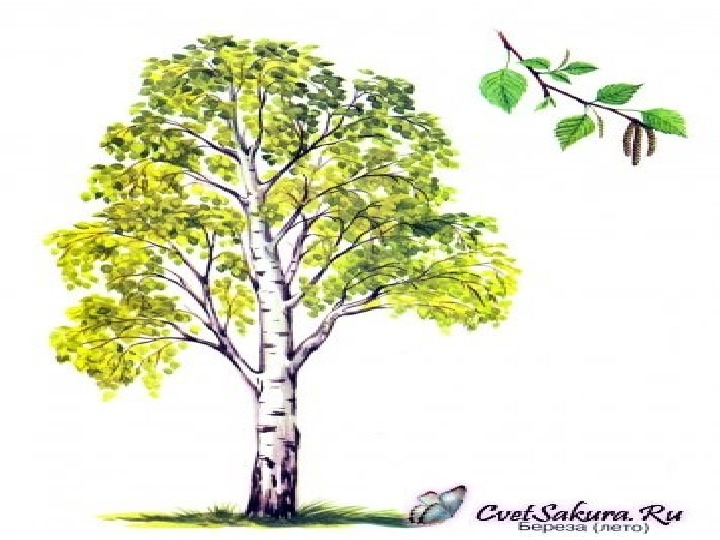 Береза рисунок