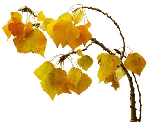 Осенняя ветка