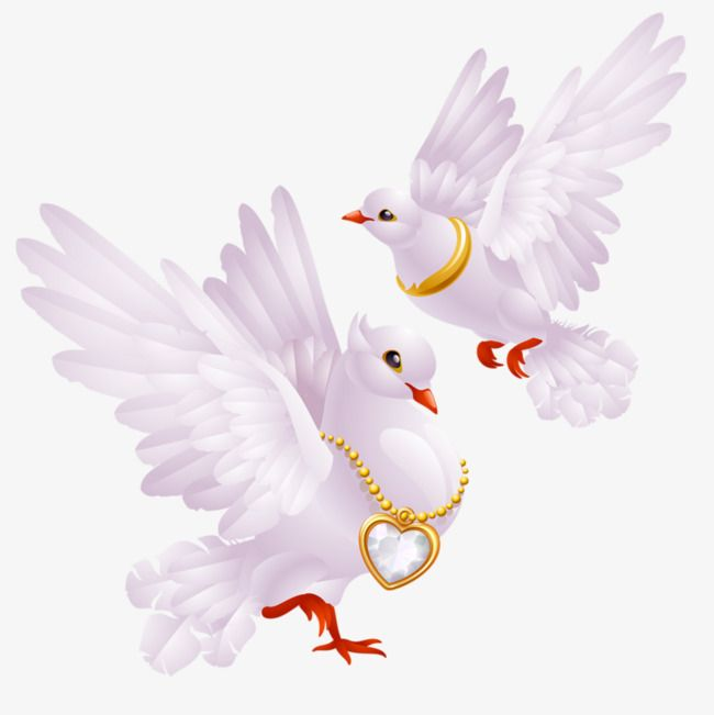 Голуби на свадьбу