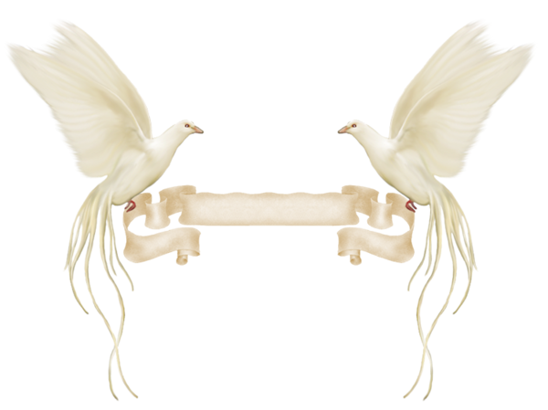 Свадебные голуби