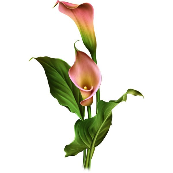 Arum Lily цветок