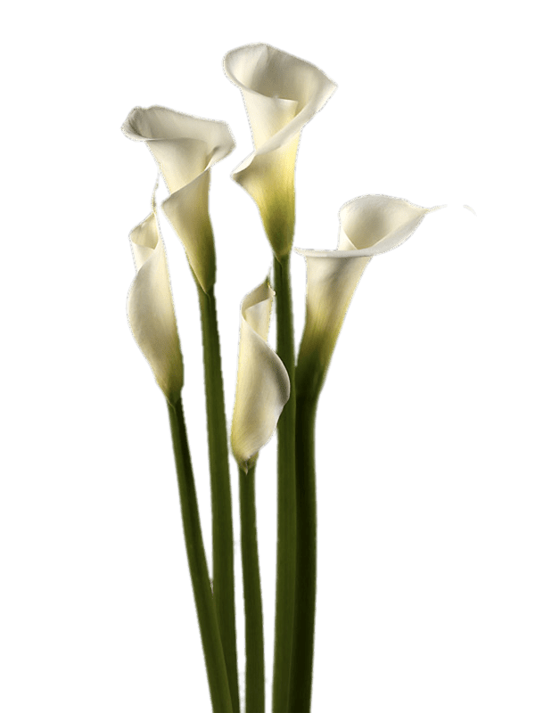 Arum Lily цветок