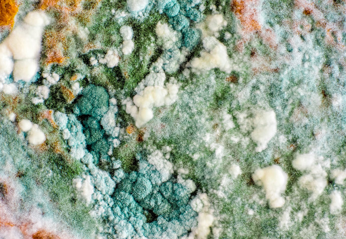 Плесень на стене текстура
