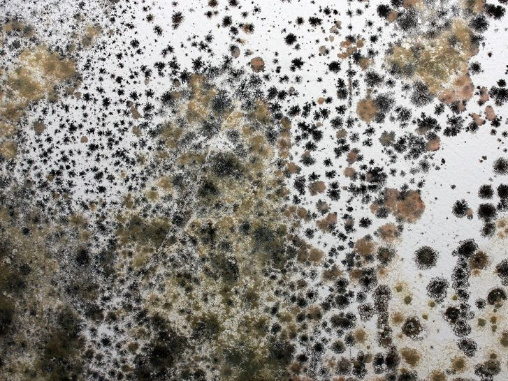 Плесень текстура