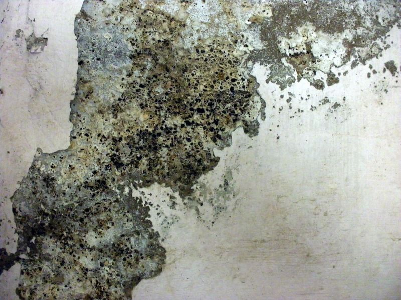 Плесень текстура