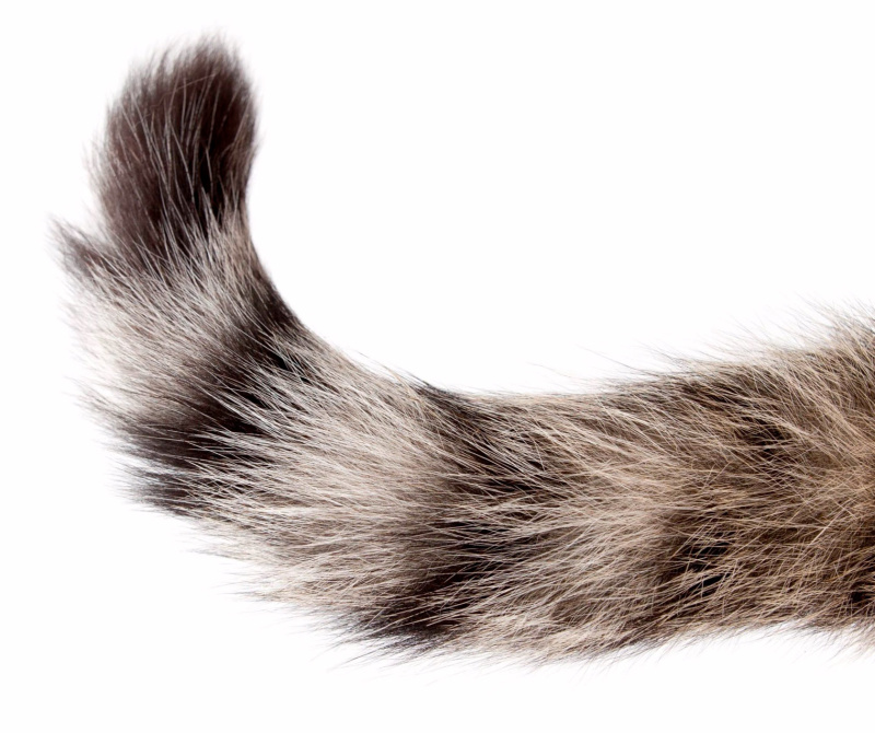 Пушистый хвост