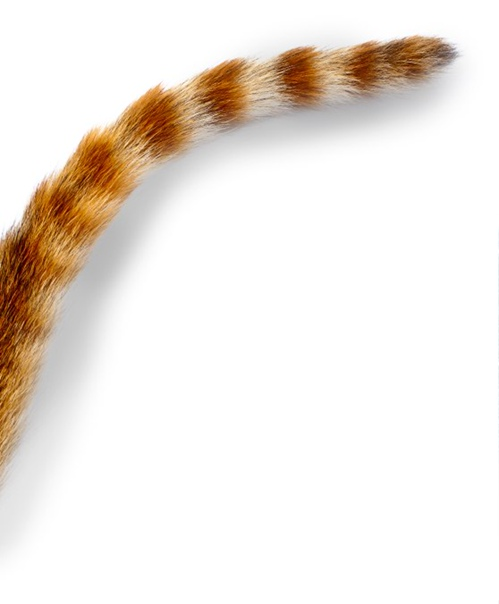 Кот с хвостом