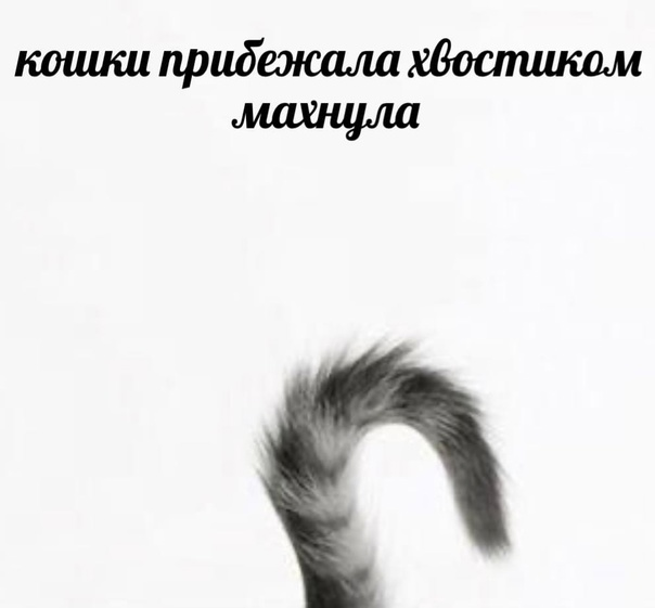 Кошачий хвост на белом фоне