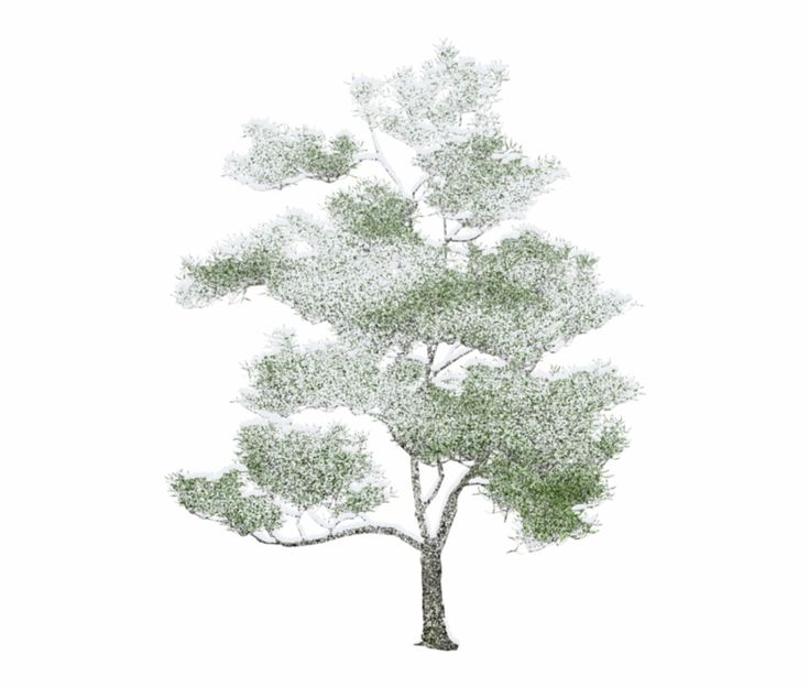 Дерево без фона