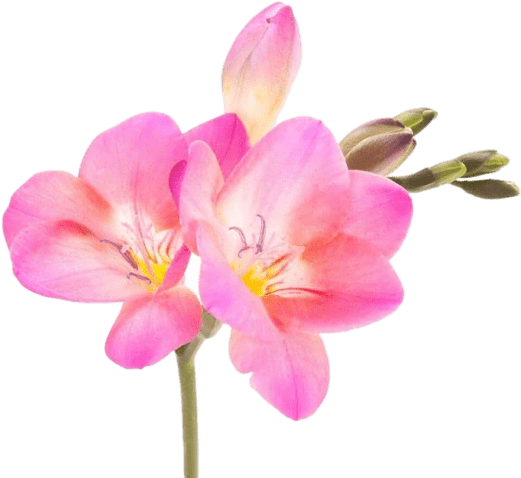 Фрезия (Freesia)