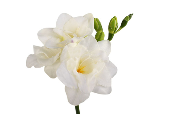 Фрезия (Freesia)
